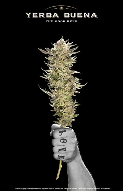 A freshly harvested cola from the top of a cannabis plant being held tightly in a fist with a love tattoo for an advertisement in DOPE magazine for Yerba Buena Farm in Oregon.