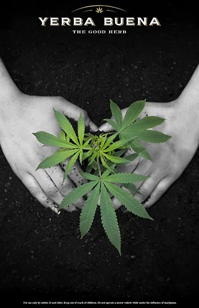 A newly planted cannabis plant grows between two hands makeing a heart shape in a DOPE magazine ad for Yerba Buena Farm in Oregon.