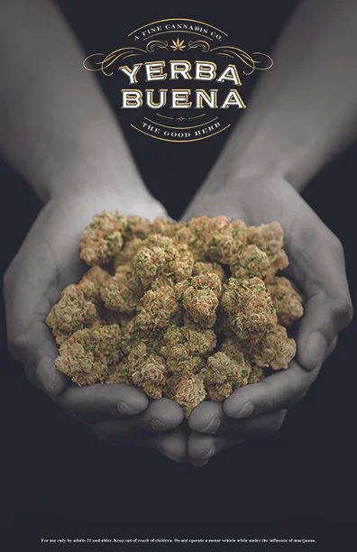 A pile of cured cannabis nuggets fill two hands of a cultivator representing the quality product grown by Yerba Buena Farm in Oregon.