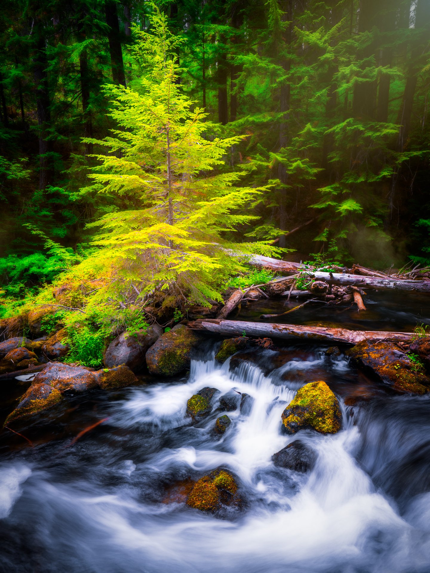 Umpqua Tree.jpeg