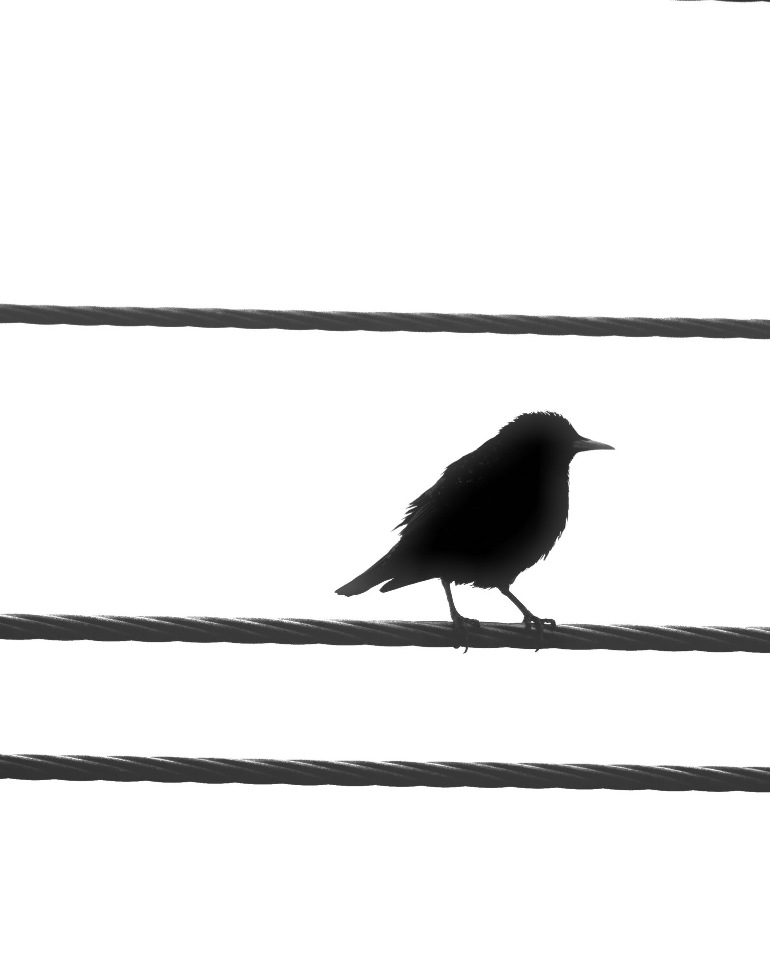 Bird on a wire.jpeg