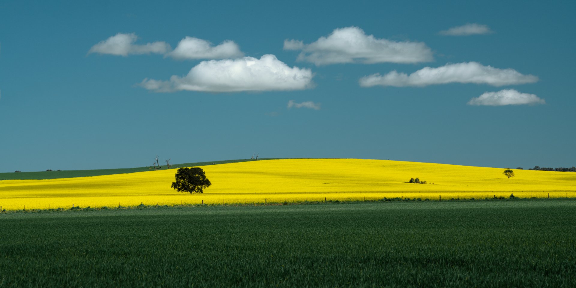 Canola Tree 2x1.jpeg