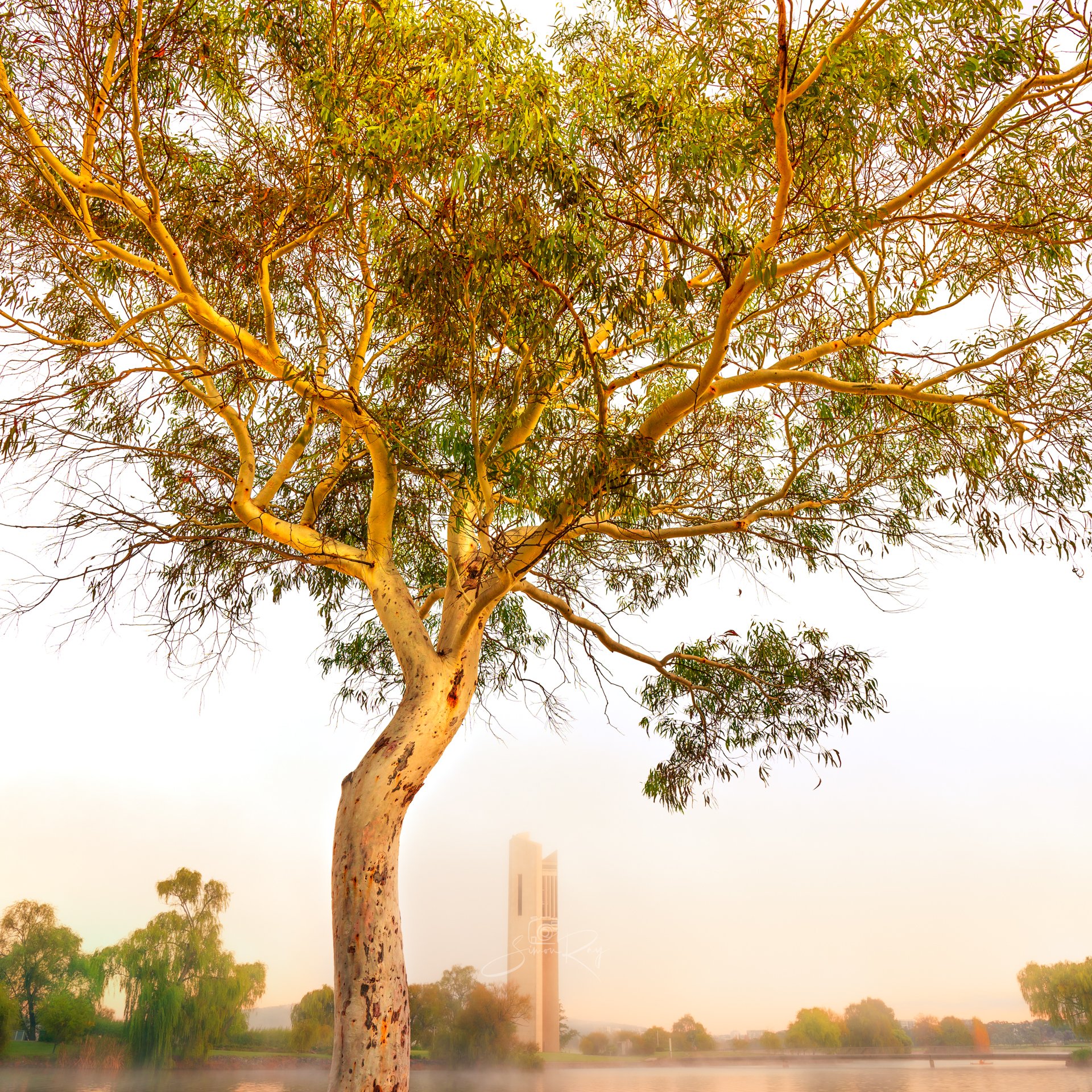 Carillion and Tree 2.jpeg