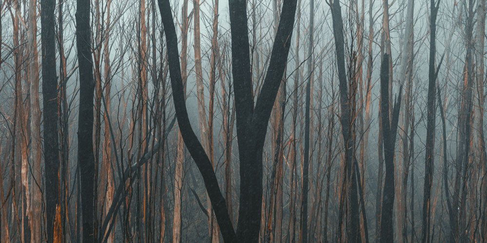 Burnt forest_1.jpeg