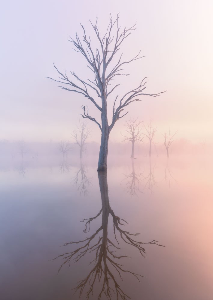 Mulligans Tree_1.jpeg
