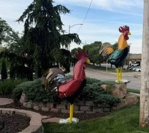 rooster 4.jpg