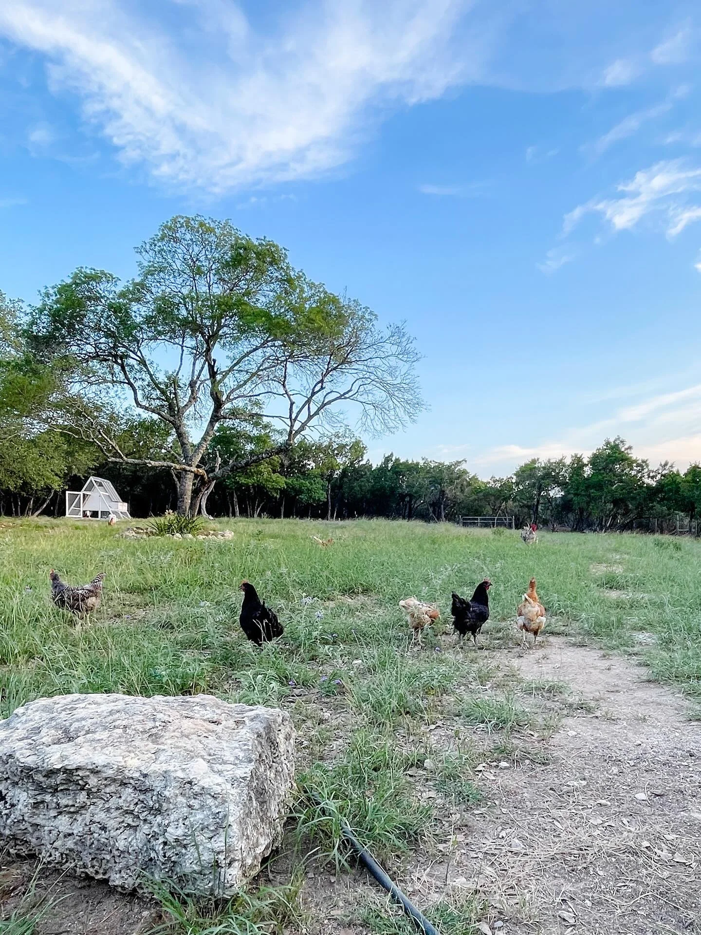 you&rsquo;ll never guess what happened&hellip;

We have a massive window in our shower that looks out over this field, and while I&rsquo;m taking a shower, a huge coyote suddenly appears and starts chasing our chickens 😱

I run out of the shower and