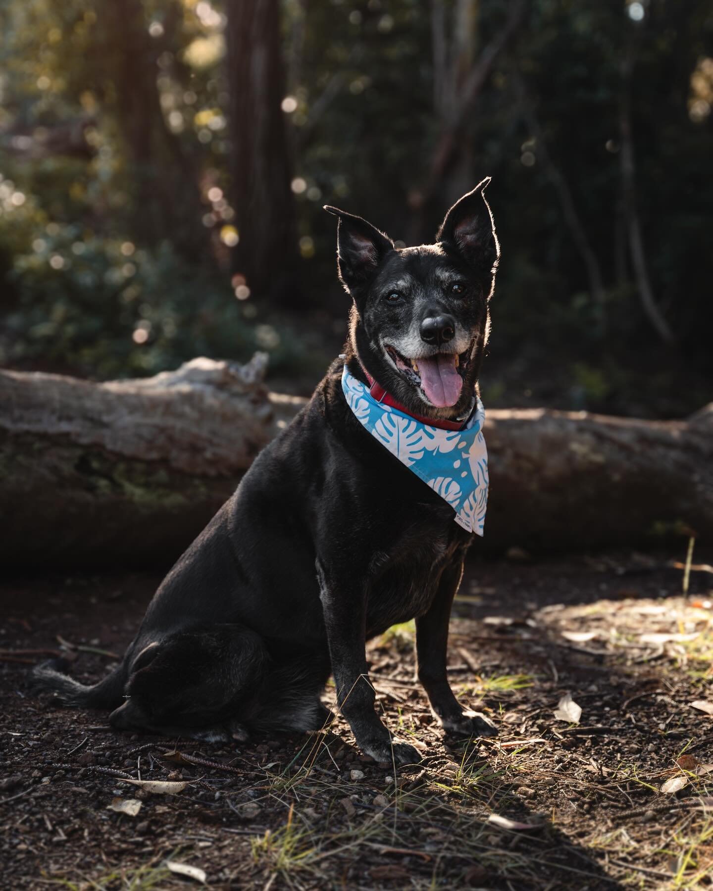 What better way to celebrate Earth day other than some outdoor photos! I had so much fun doing some outdoor photos for Dax. I normally do not do much outdoor sessions for dogs as I specialize in studio dog photography, but I do offer outdoor sessions