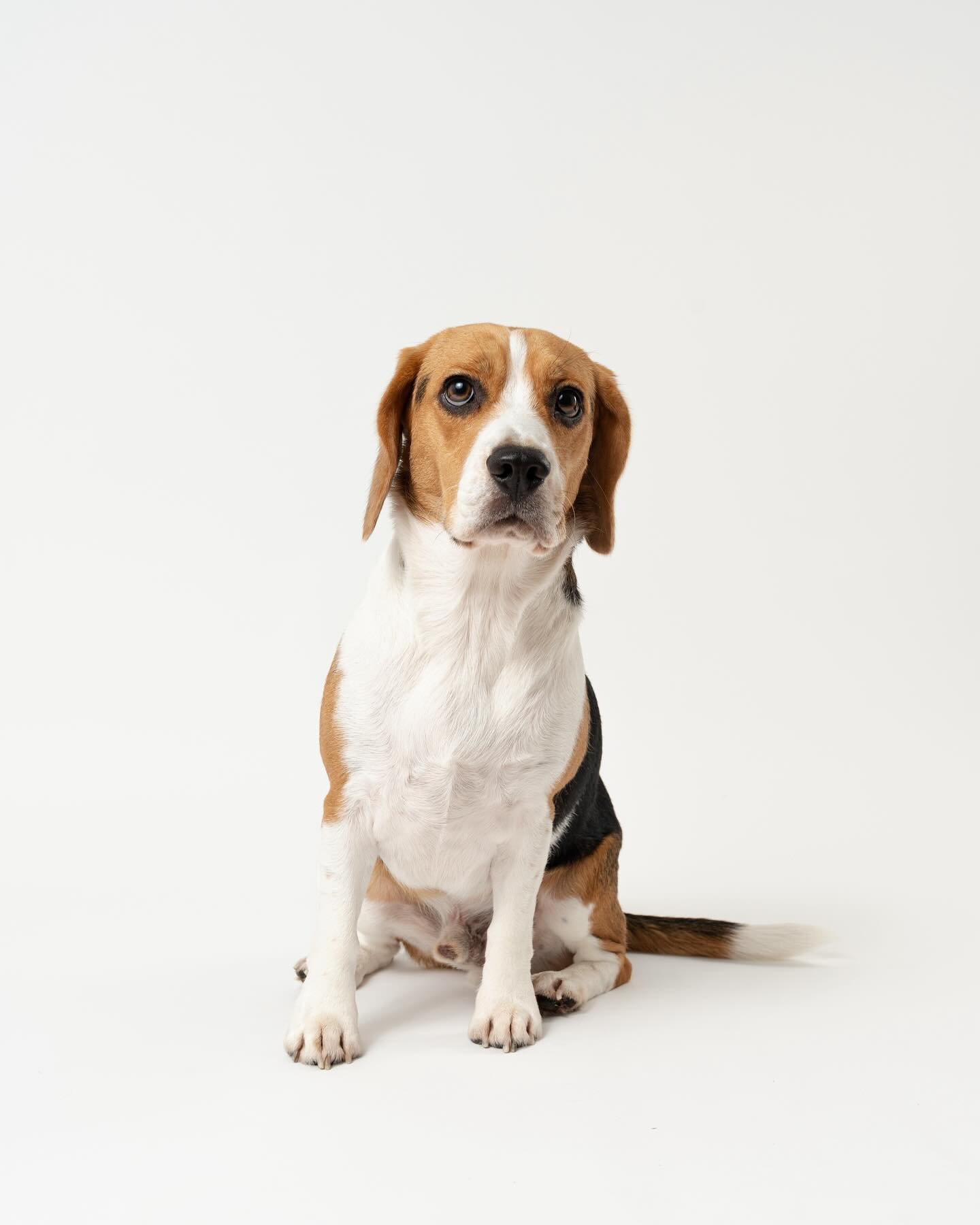 I had such an amazing time photographing Chewy from @iamchewythebeagle 🐶

Majority of dogs are always a good challenge to photograph but Chewy was definitely an acception. I absolutely adore Chewy and his modeling skills 🙌

#hawaiidogs #oahudogs #h
