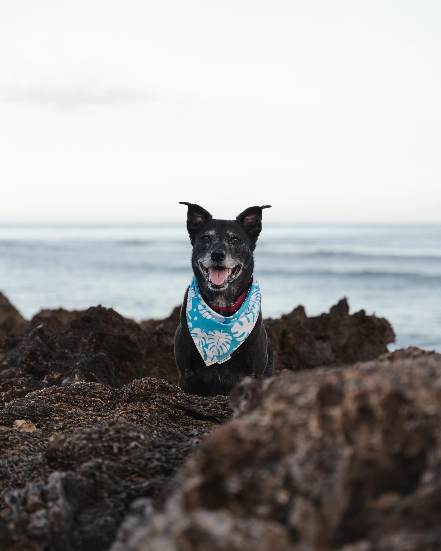 One of my favorite outdoor dog photoshoot so far! Had to get up at 4 am to drive down to Haleiwa for the perfect morning for a photoshoot. Dax did an amazing job and is a natural in front of the camera and making my job easy. 

Thank you to @grooming