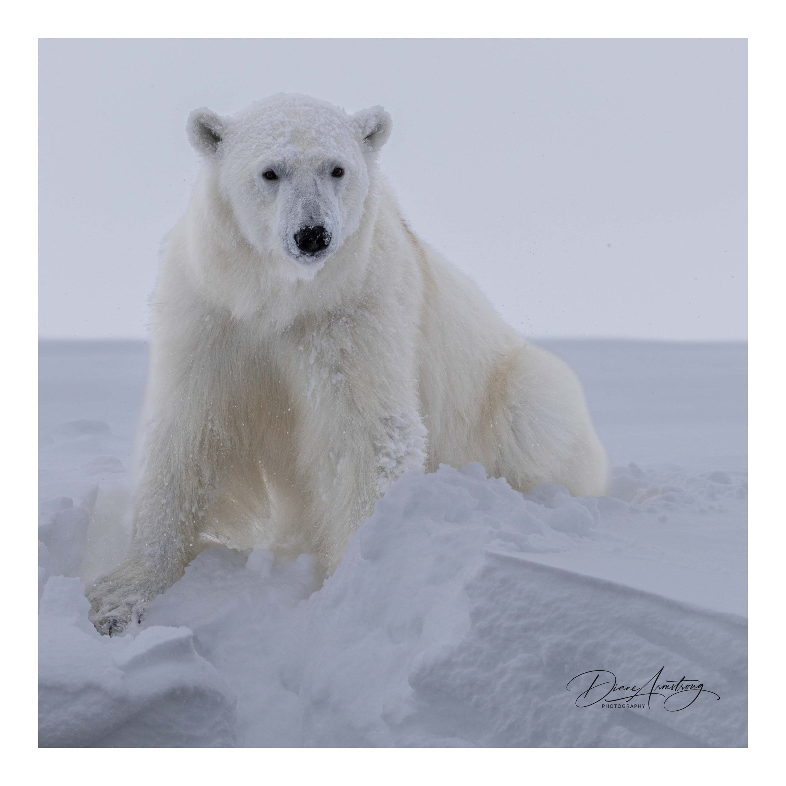 4.+Polar+Guardian+web+%C2%A9Armstrong_20230430-_DSC2405.jpg