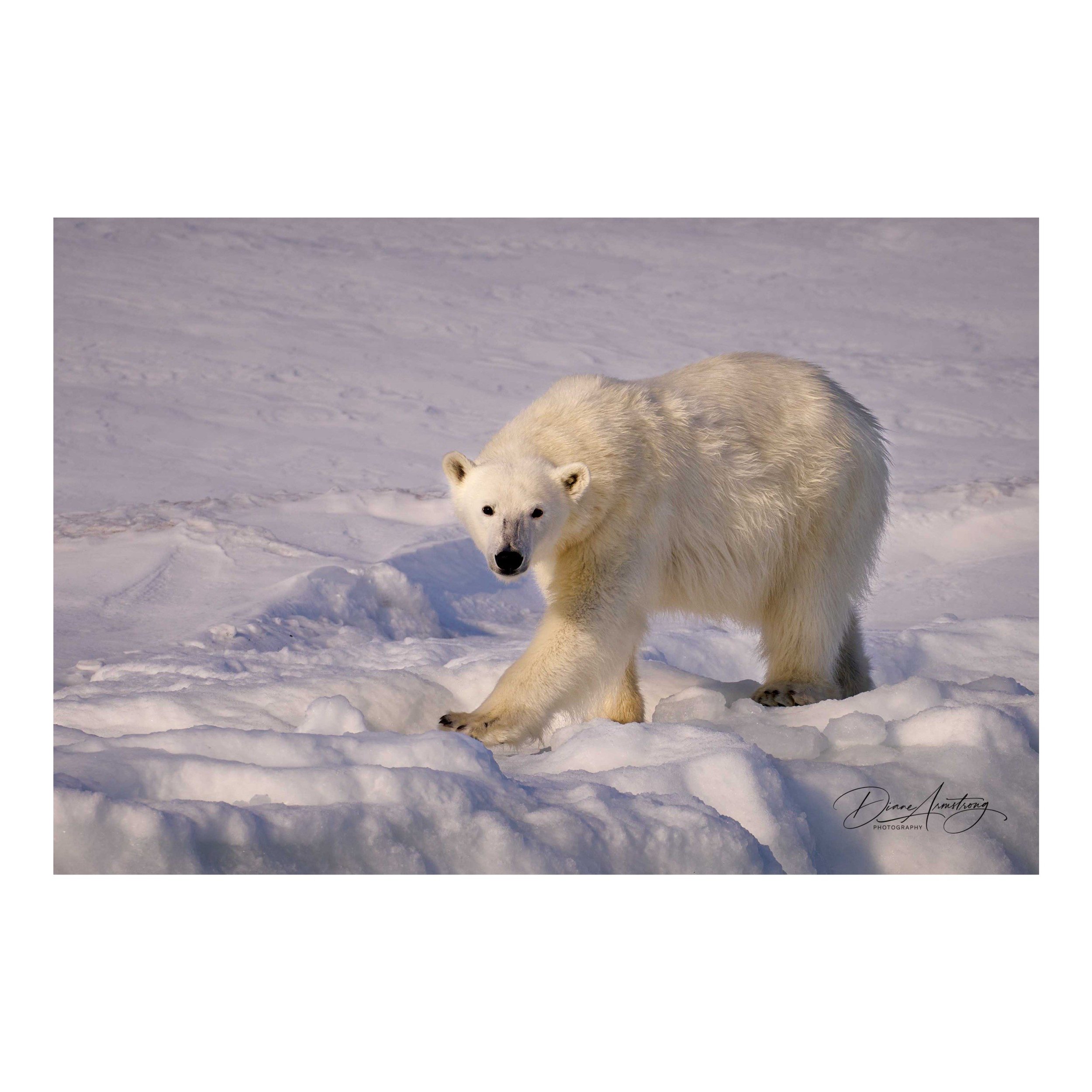 white+square+frame+Hunter+and+Gatherer.jpg