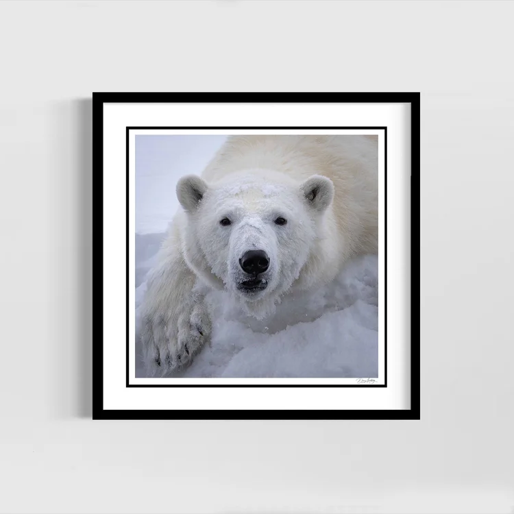 Arctic Gaze, framed in black and ready to hang