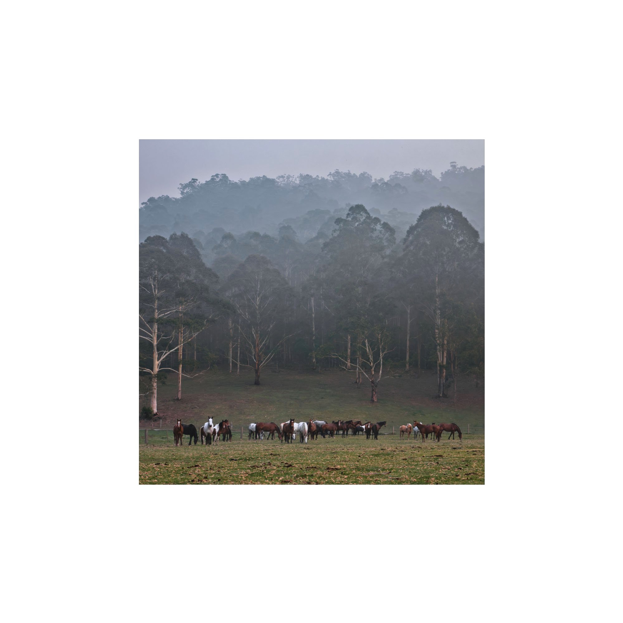 Gathering+in+the+Fog_unframed.jpg