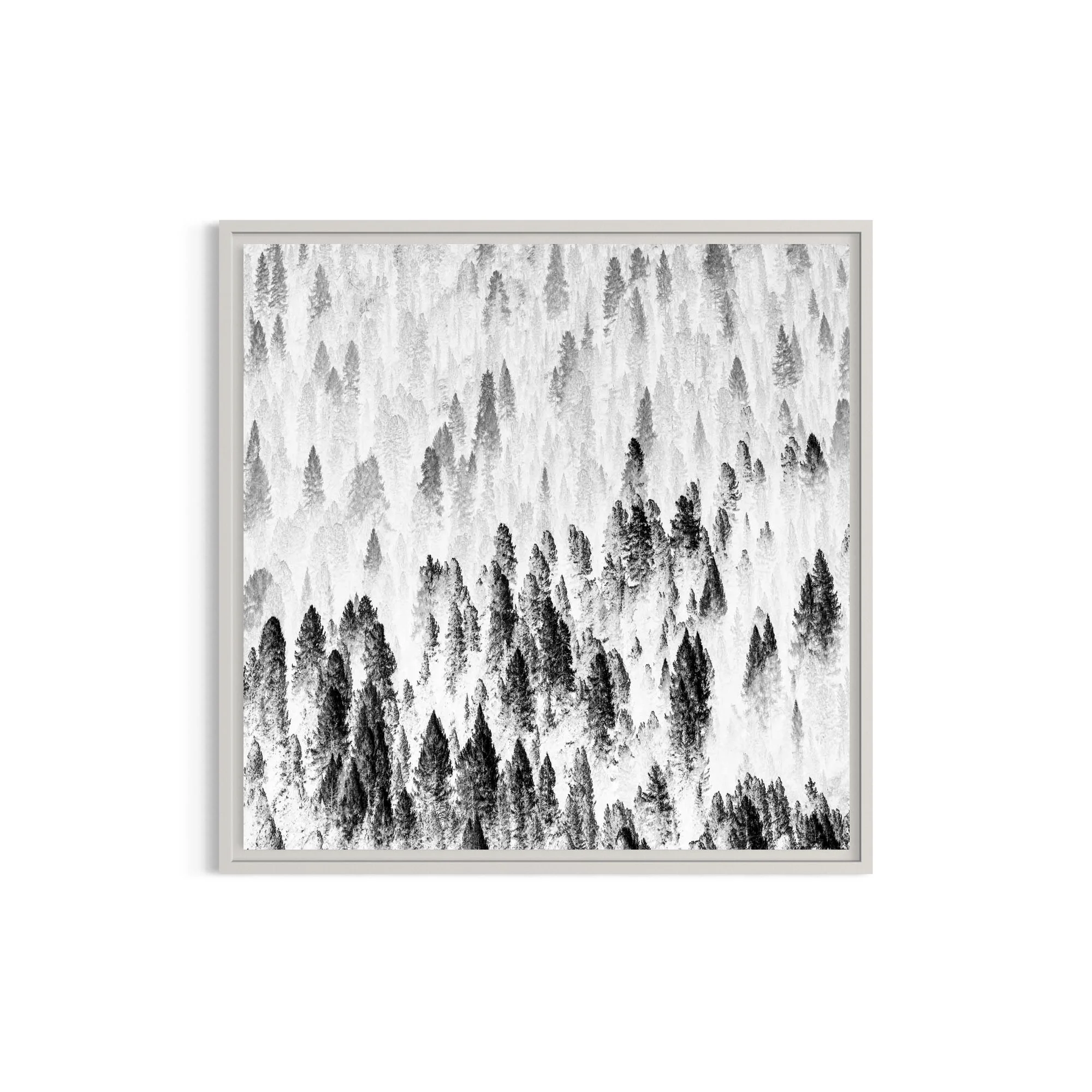 Misty forest in the Dolomites