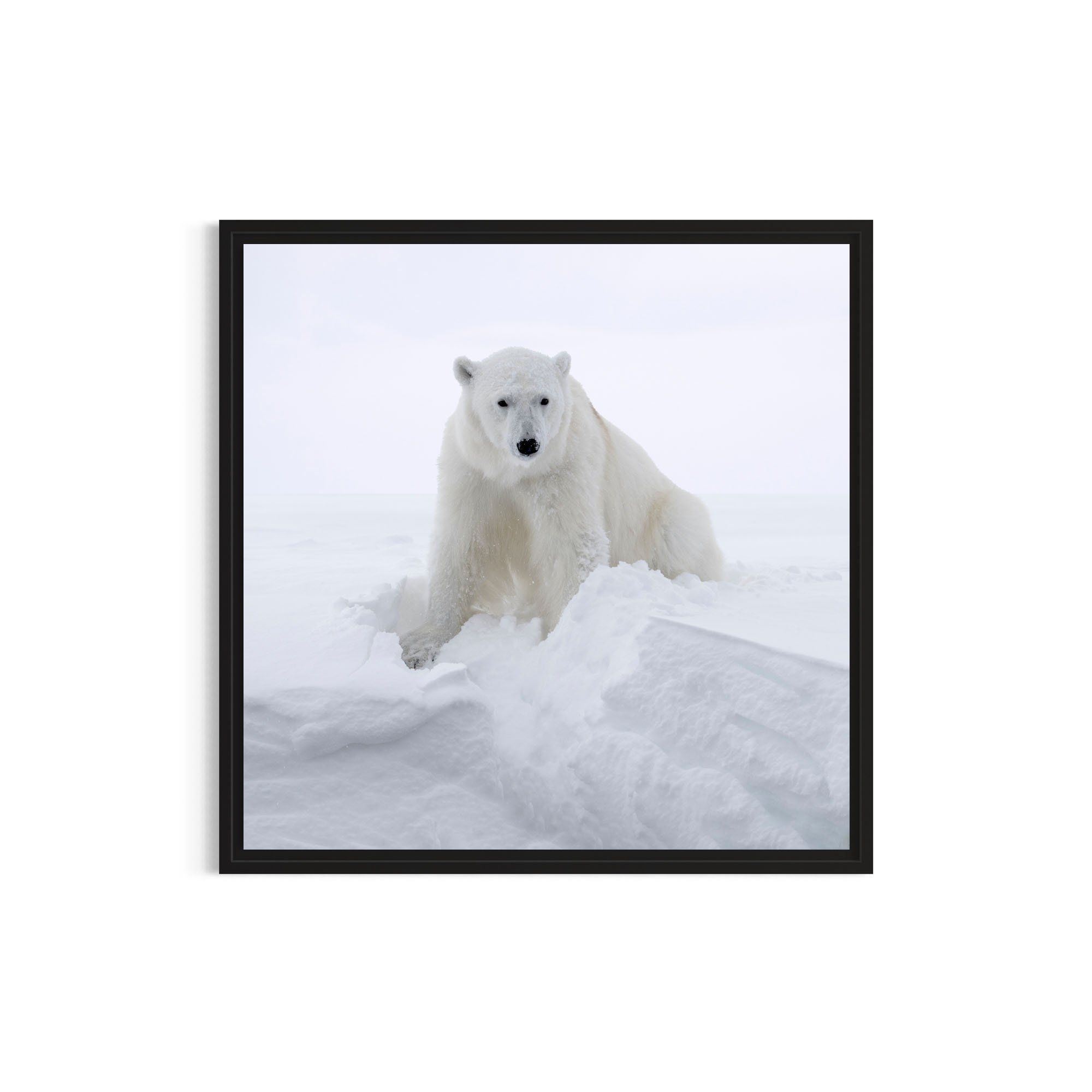 Polar Guardian_metal black frame.jpg