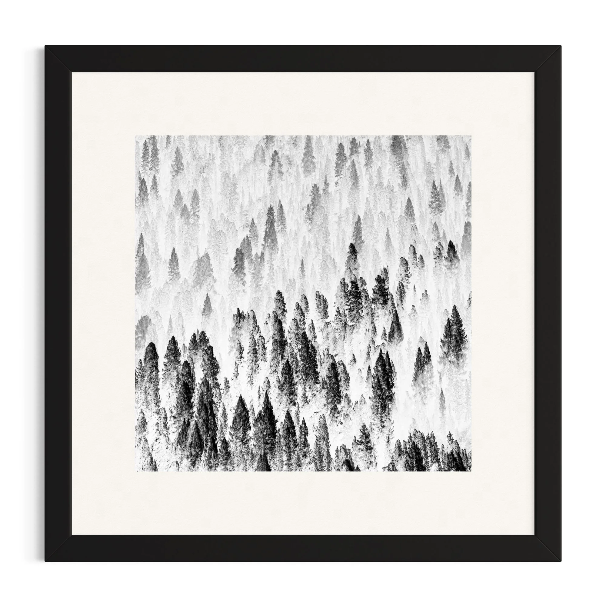 Misty forest in the Dolomites