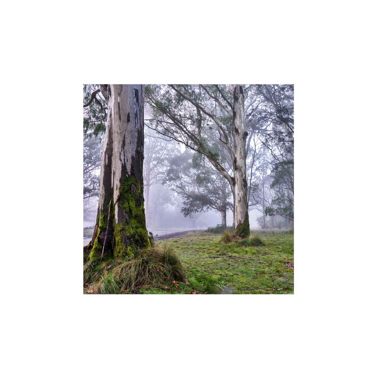 Misty Dawn