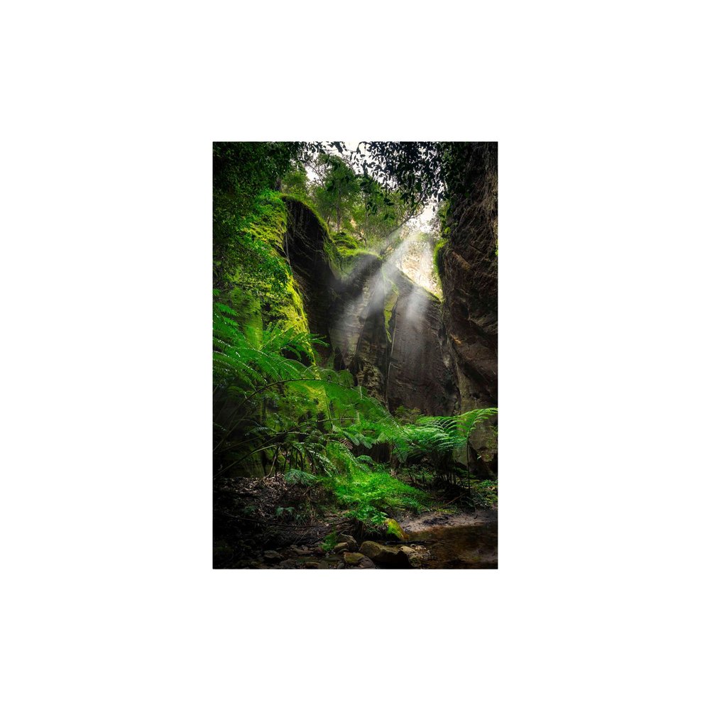Sanctuary of Light: sunlight falling through a rainforest canopy