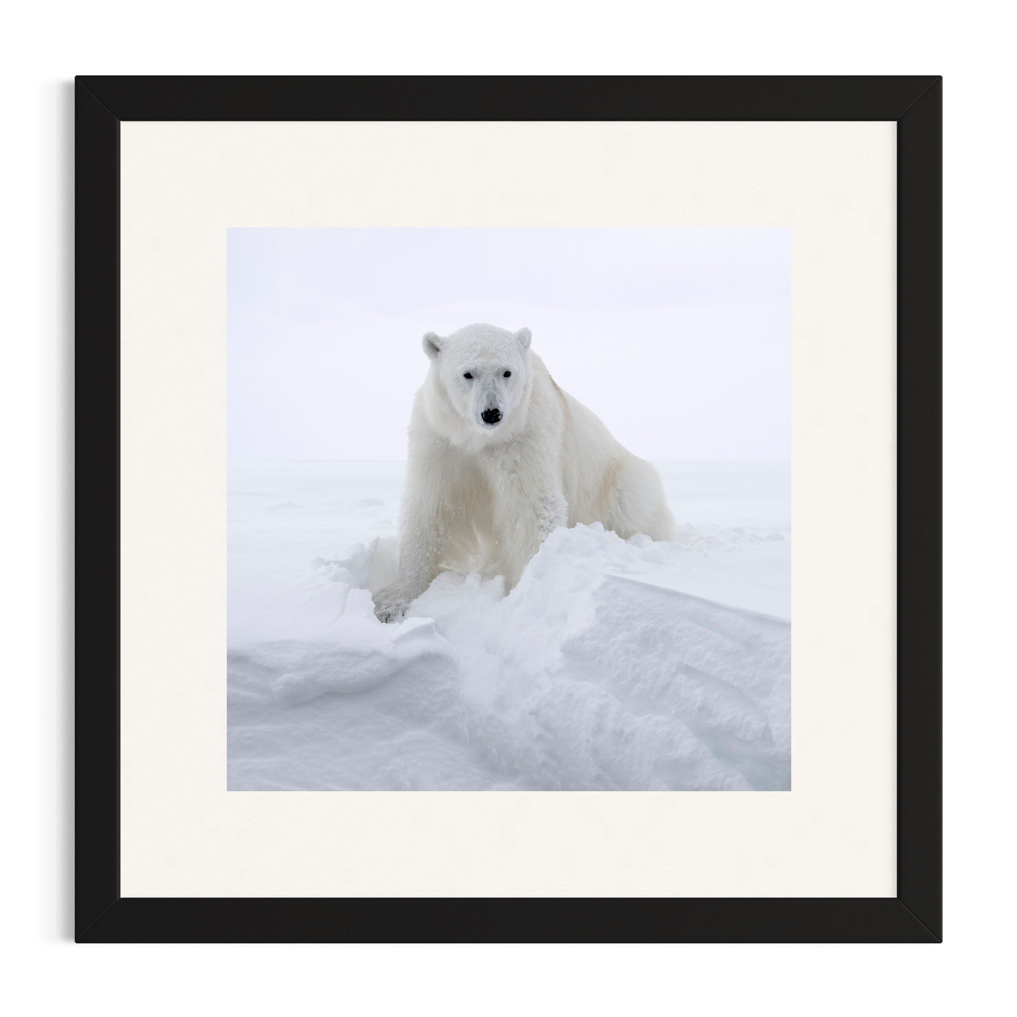 Polar Guardian_black frame.jpg