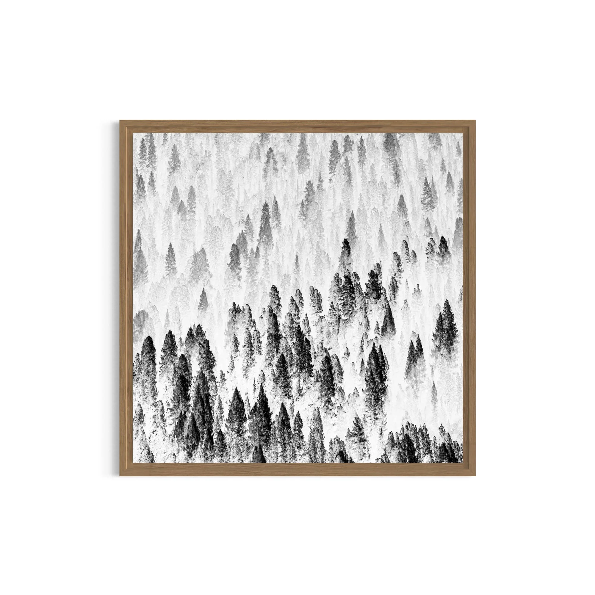 Misty forest in the Dolomites