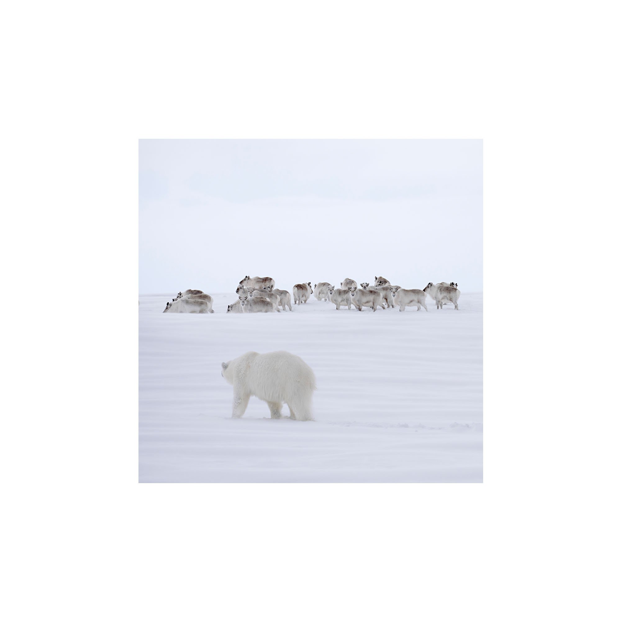 On Thin Ice_unframed.jpg