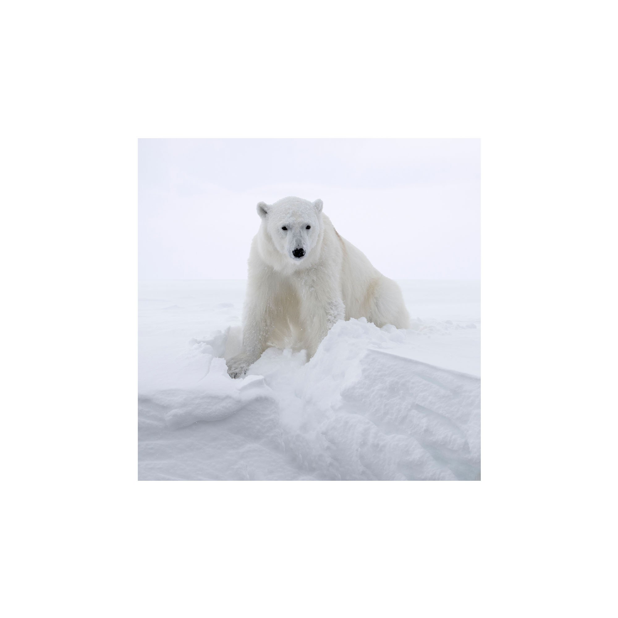 Polar Guardian_unframed.jpg