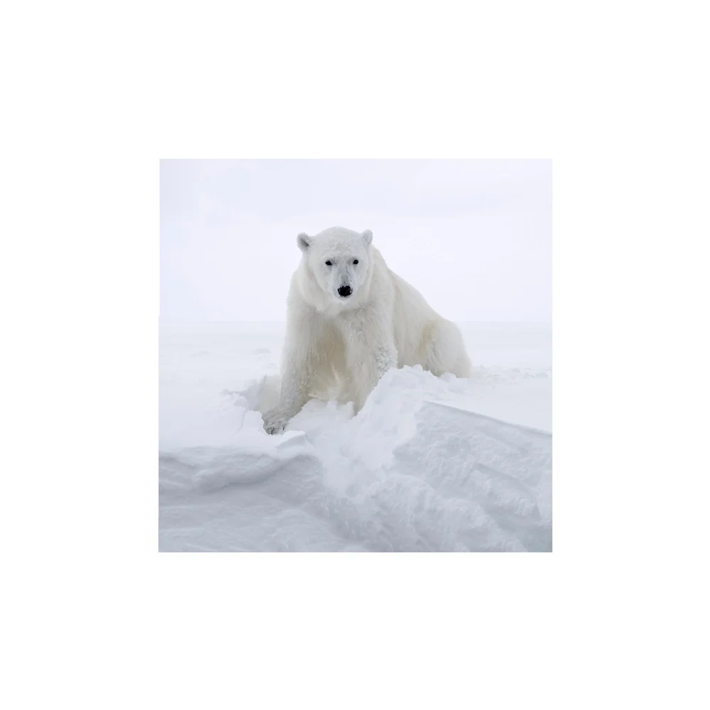 Polar Guardian, a polar bear resting on snow