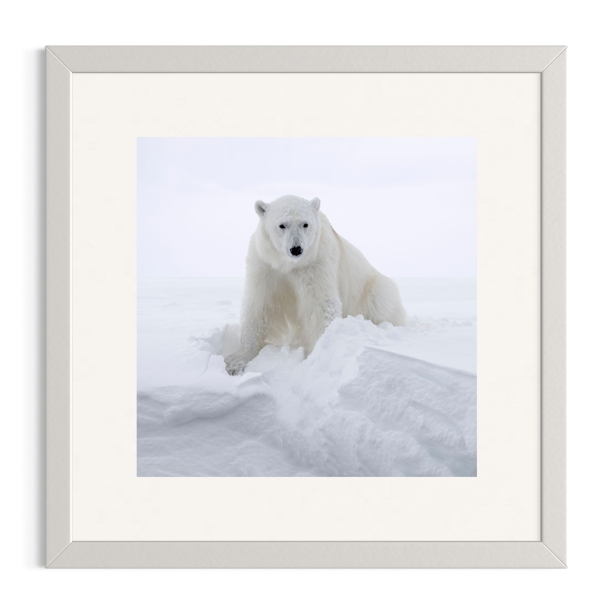 Polar Guardian_white frame.jpg