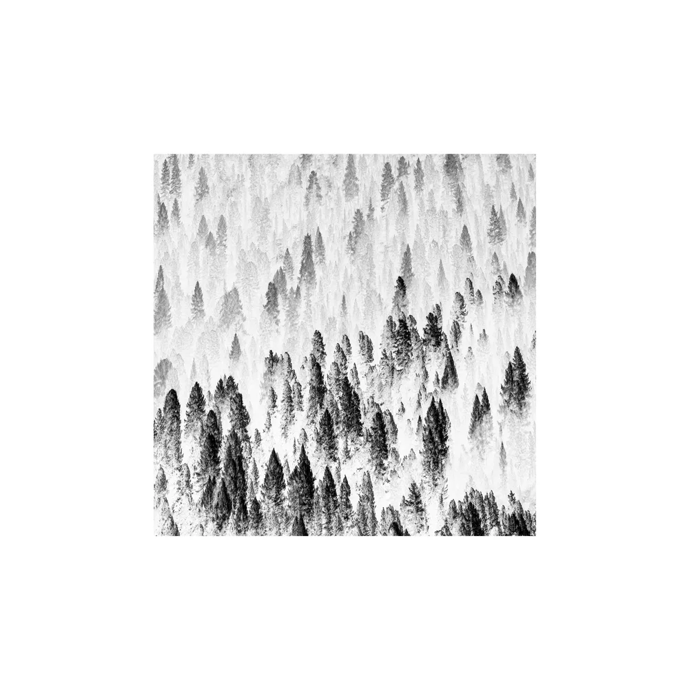 Respiro d'Aria: frosted trees on a mountainside in the Dolomites