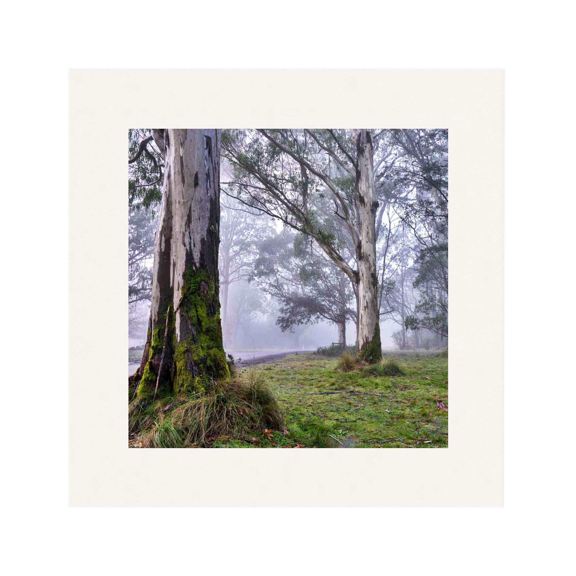 Misty Dawn_mounted.jpg