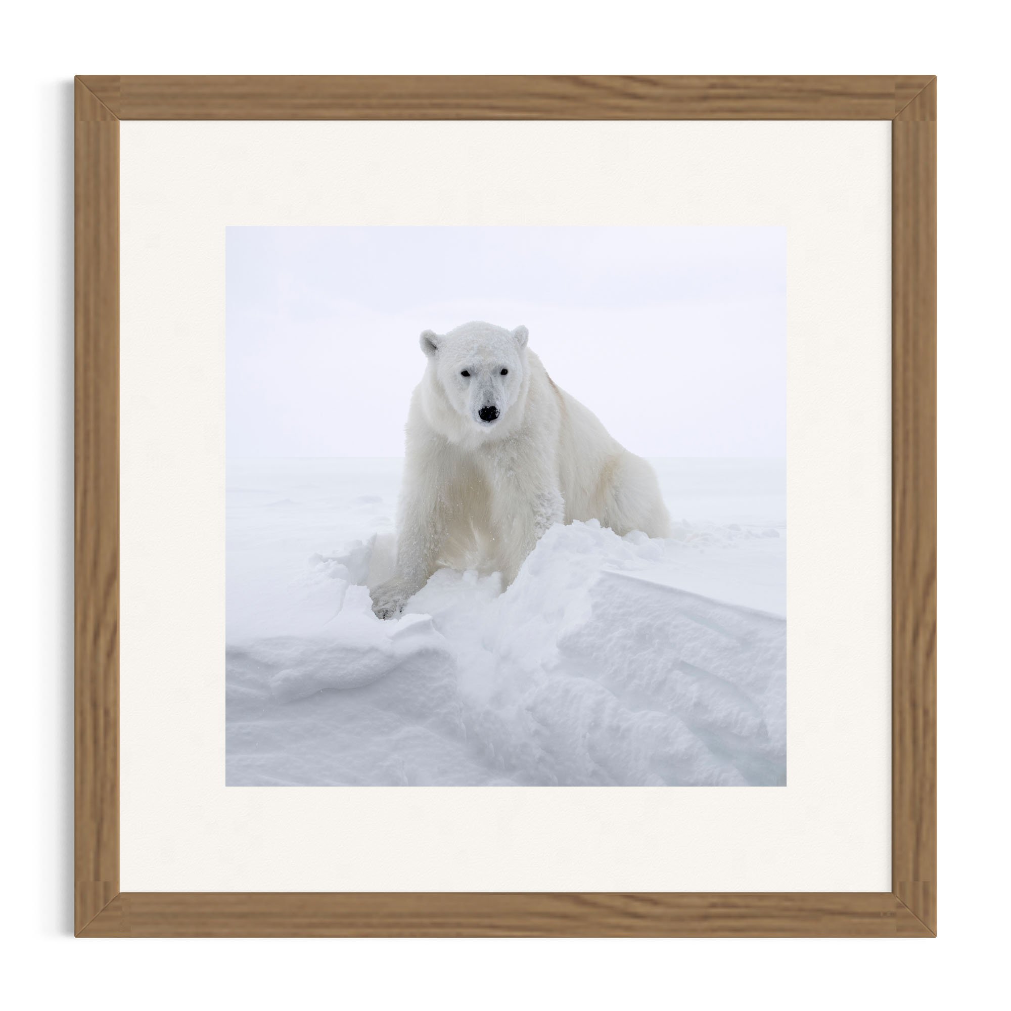 Polar Guardian_oak frame.jpg