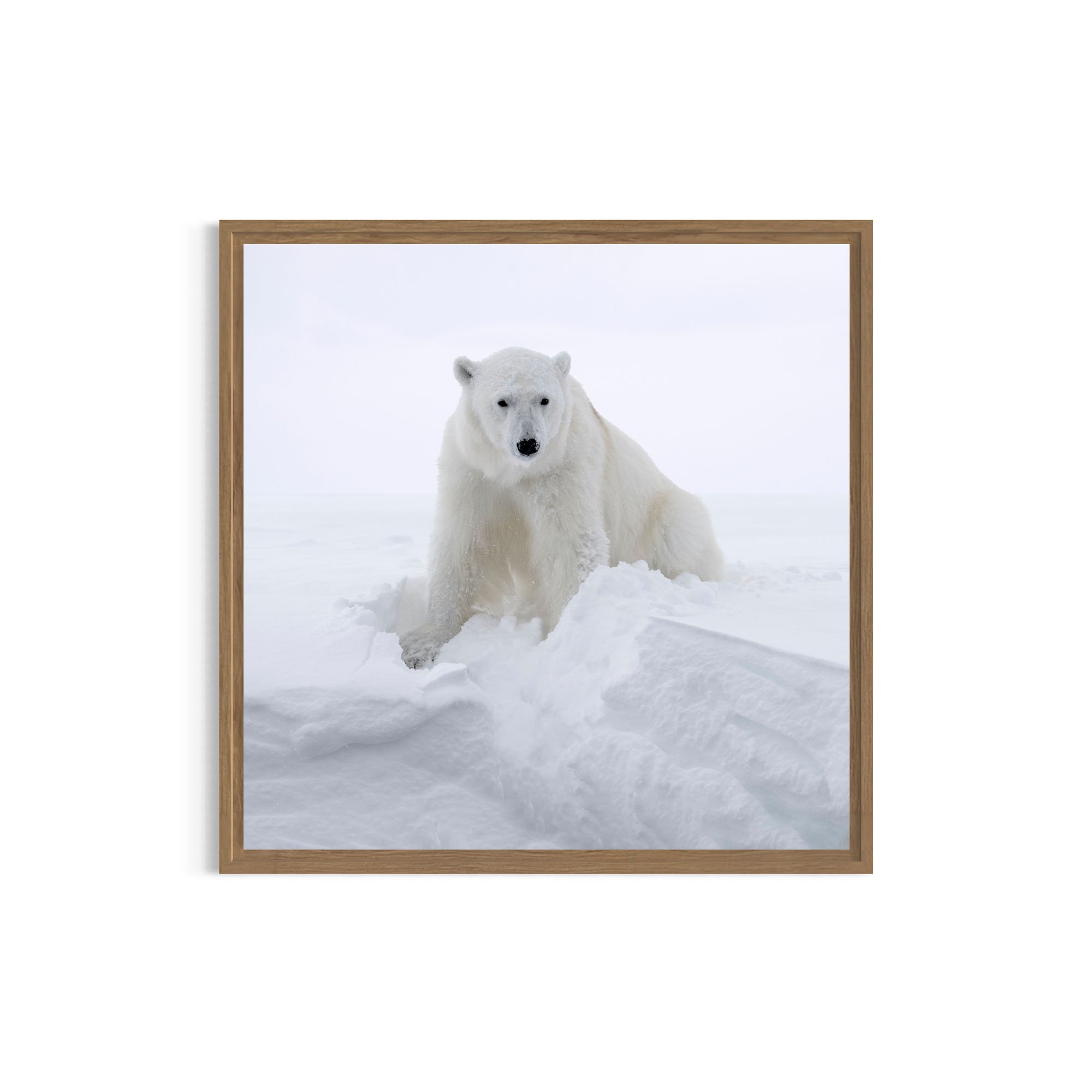 Polar Guardian_metal oak frame.jpg