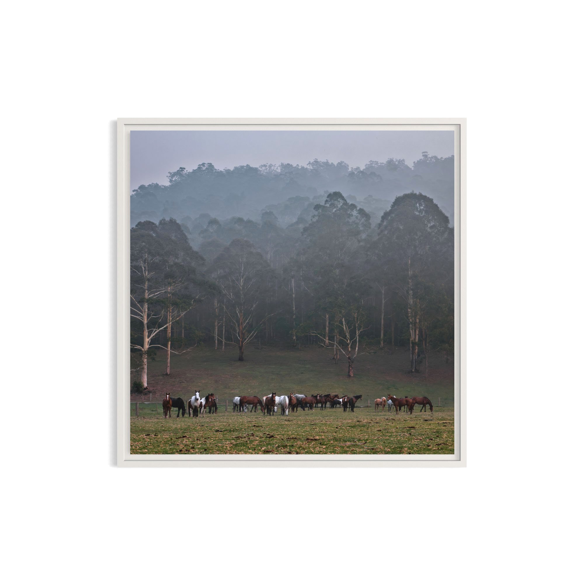 Gathering+in+the+Fog_metal+white+frame.jpg
