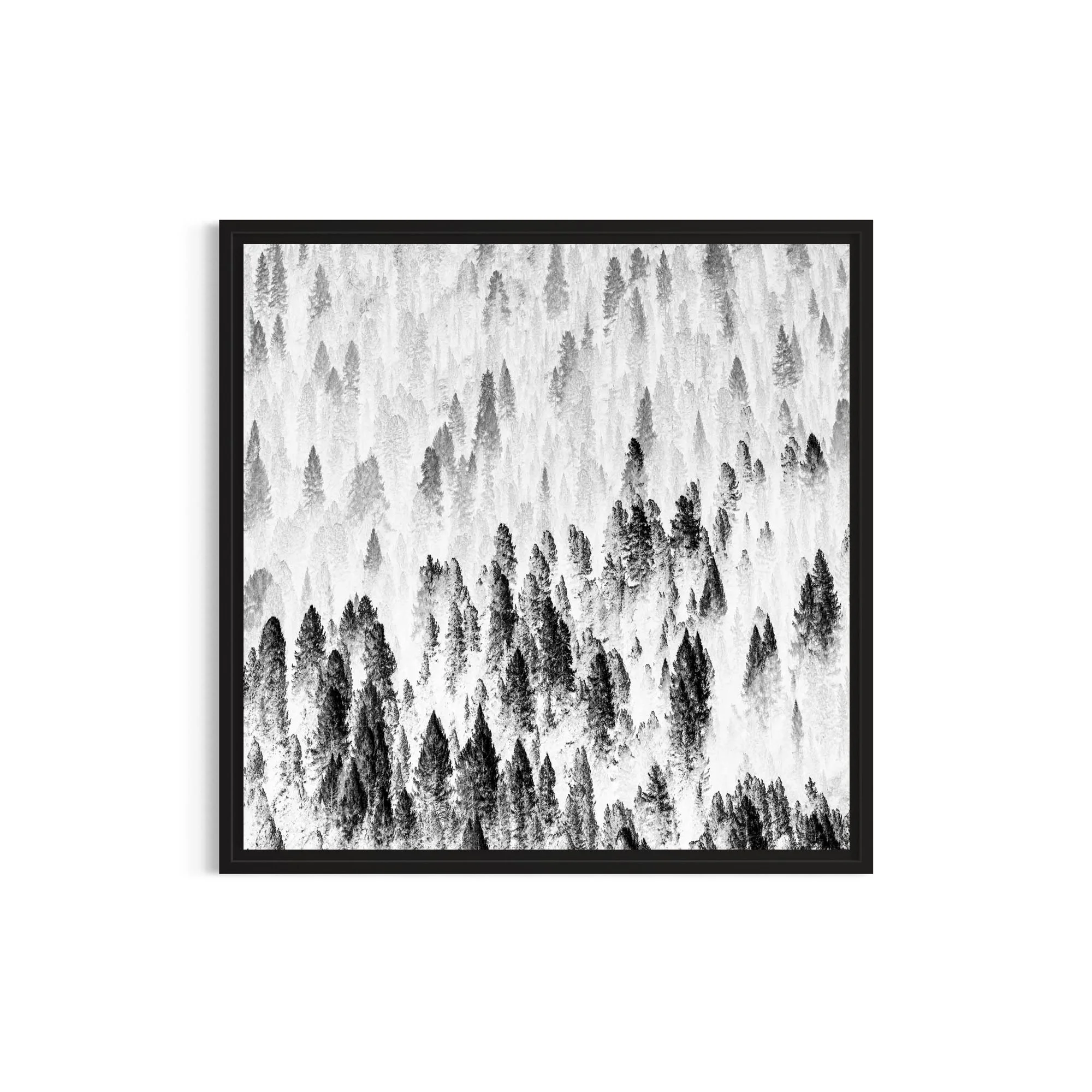 Misty forest in the Dolomites