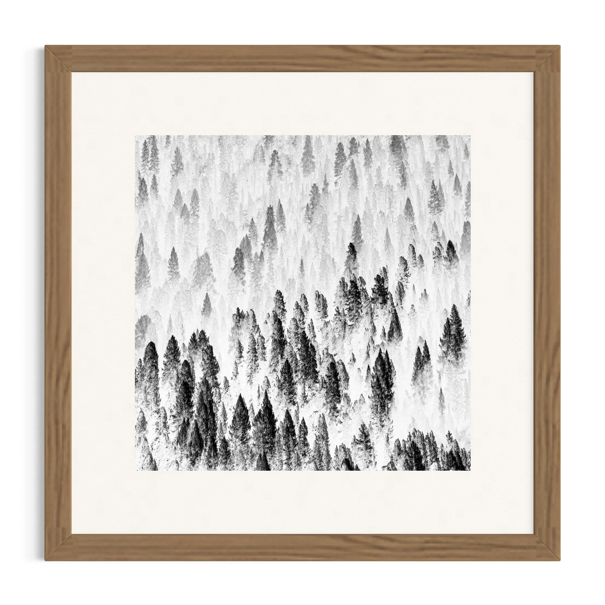 Mist through the  Dolomites forest