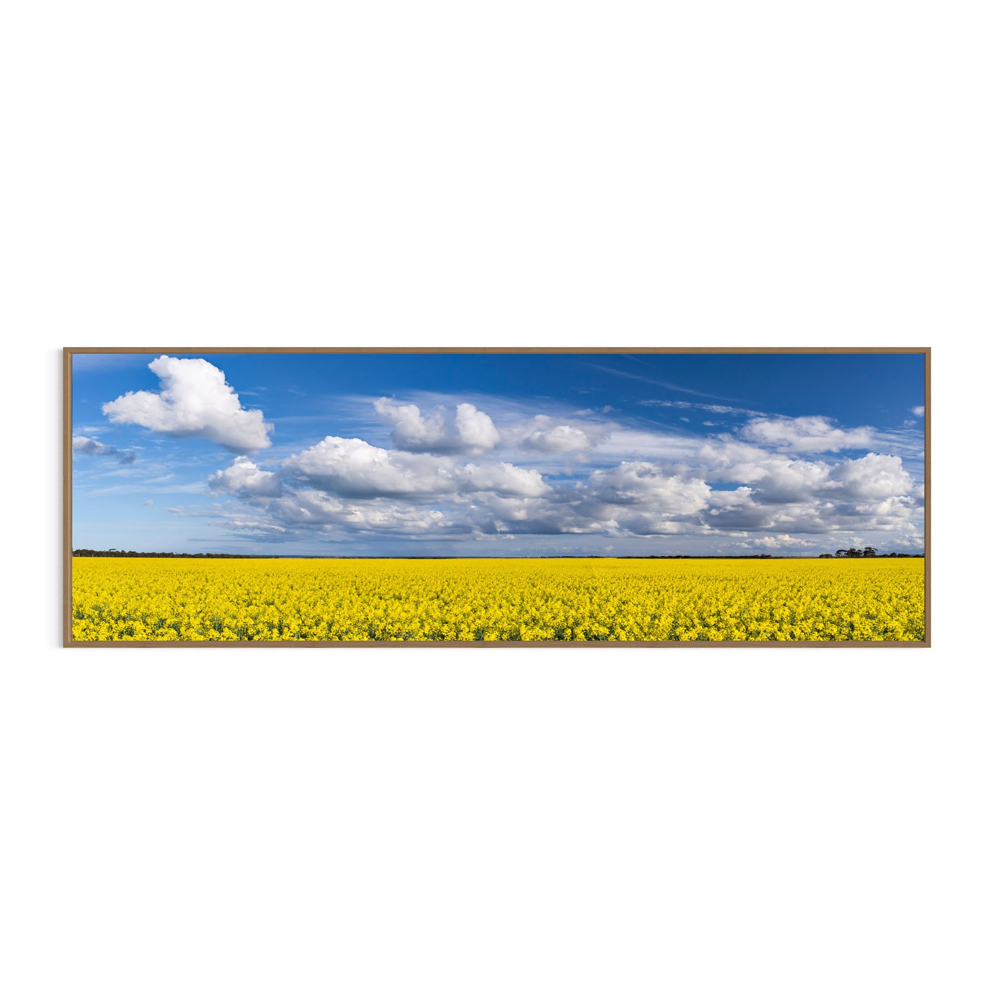 Golden Glory_metal oak frame.jpg