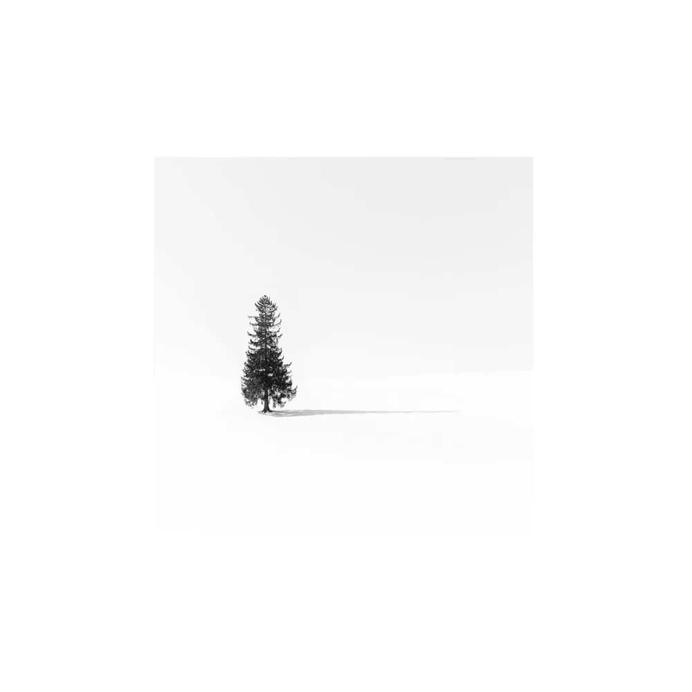 O, Christmas Tree: a single tree standing in a field of snow