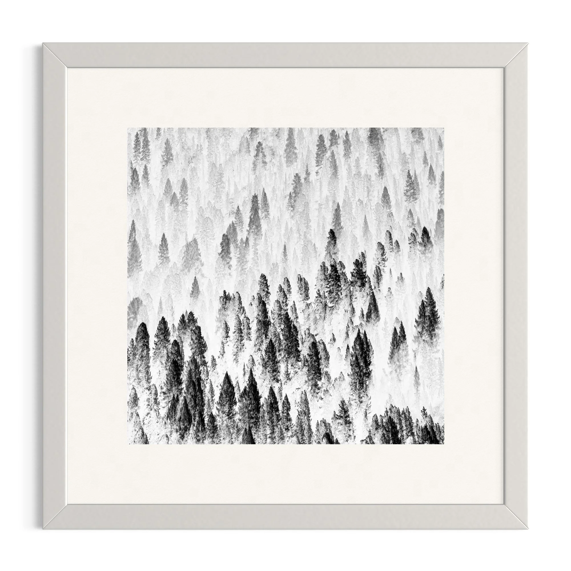 Misty forest in the Dolomites