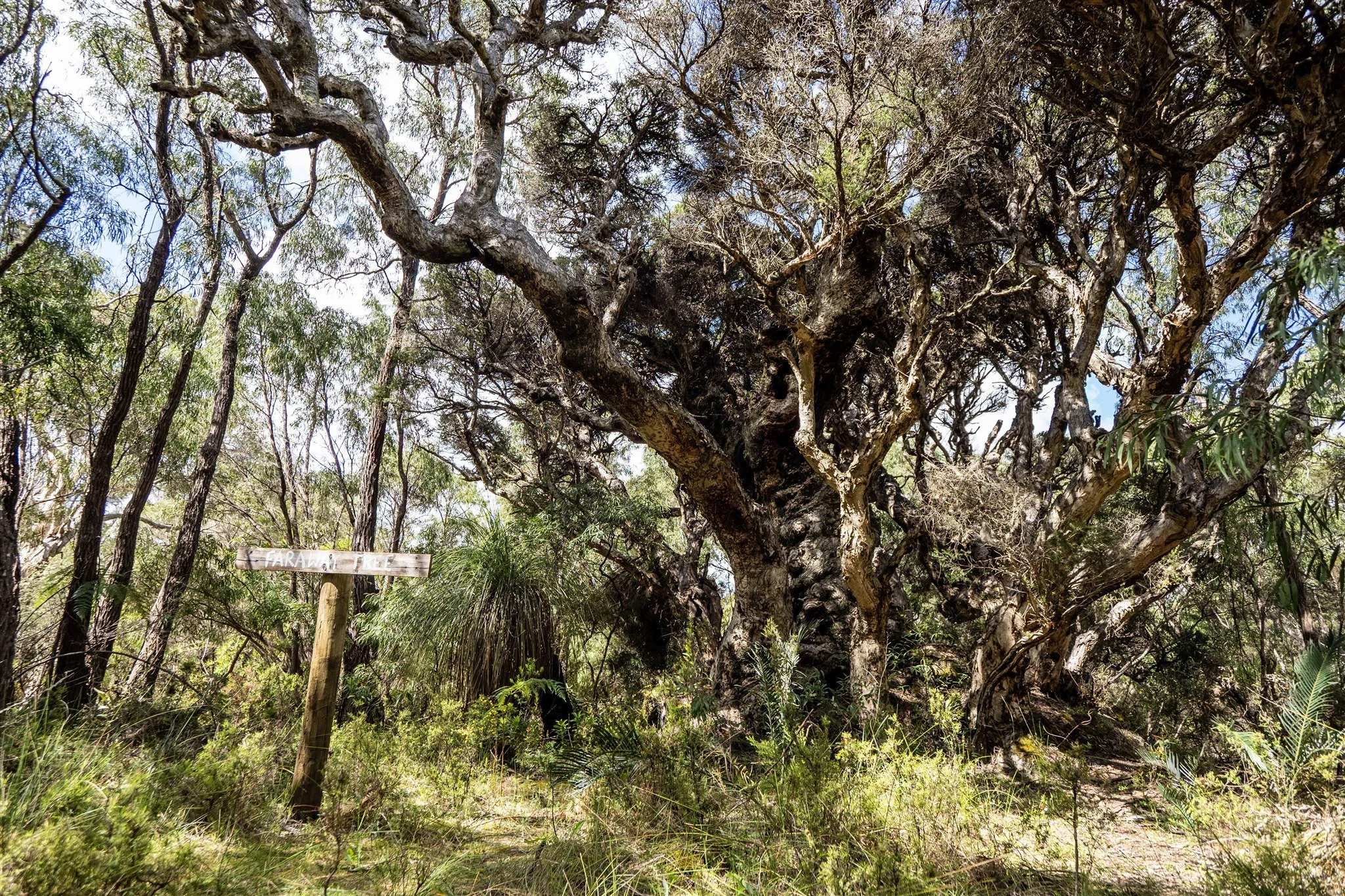 Walk Trails The Faraway Tree
