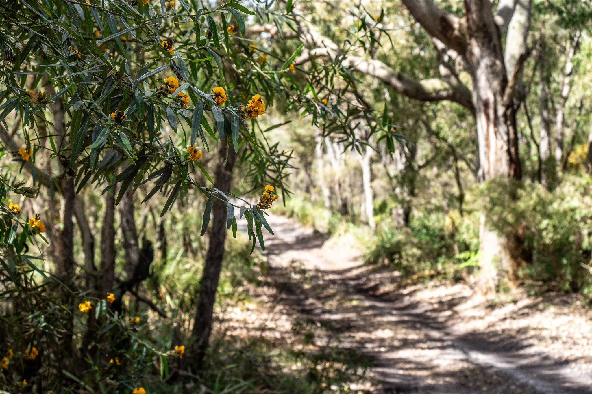 Camp Track with Bushland and native wildflowers