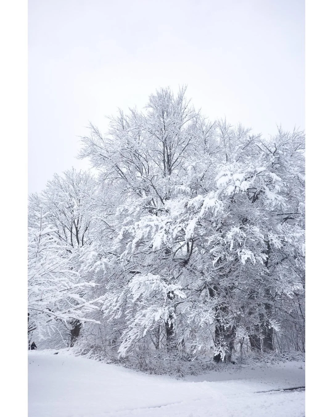Merry Christmas and happy holidays ❤️ - wishing everyone a cozy day of love and loved ones.

From last week's Prospect Park wonderland, let's hope we get more this weekend. @prospect_park