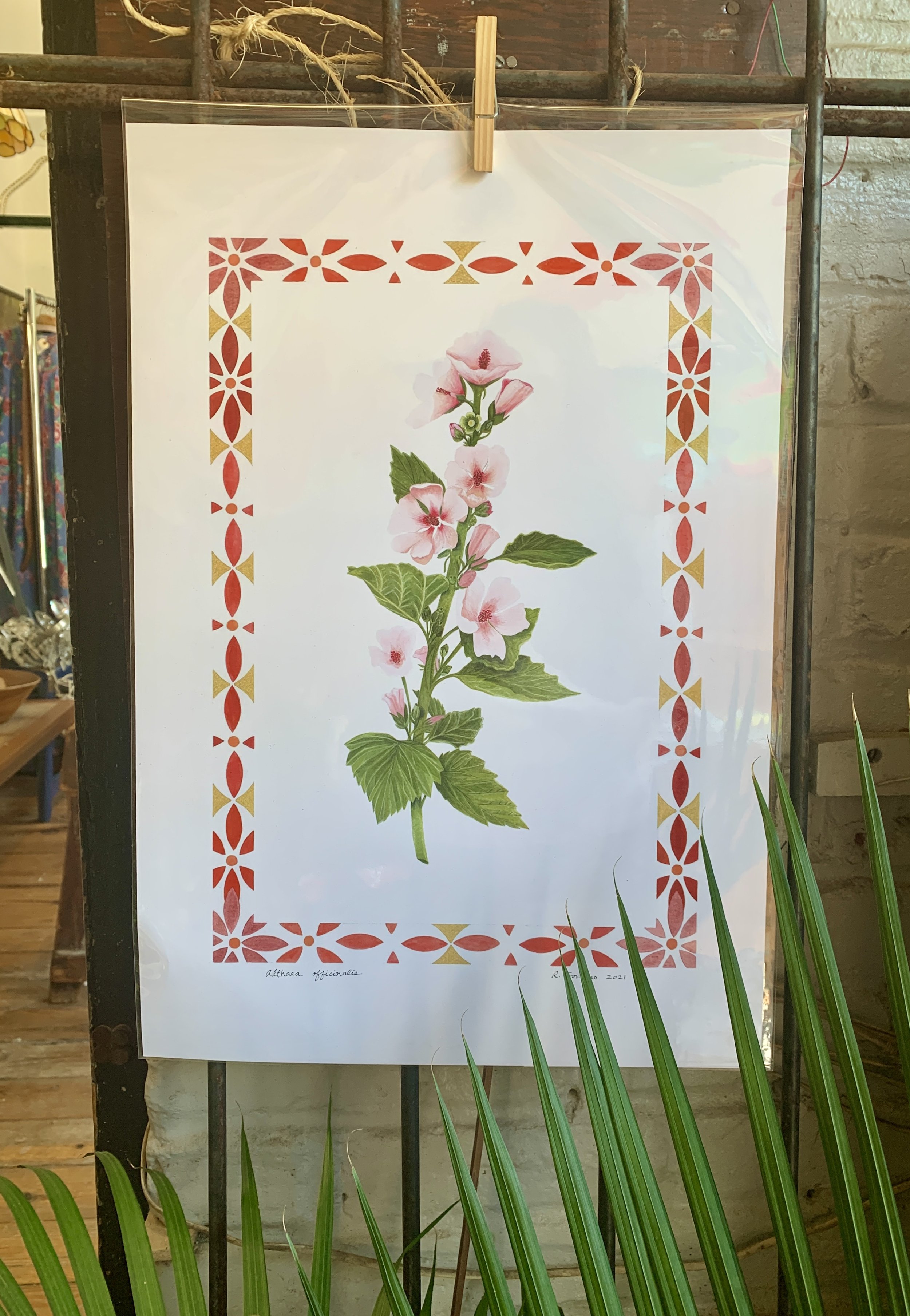 Marshmallow botanical print