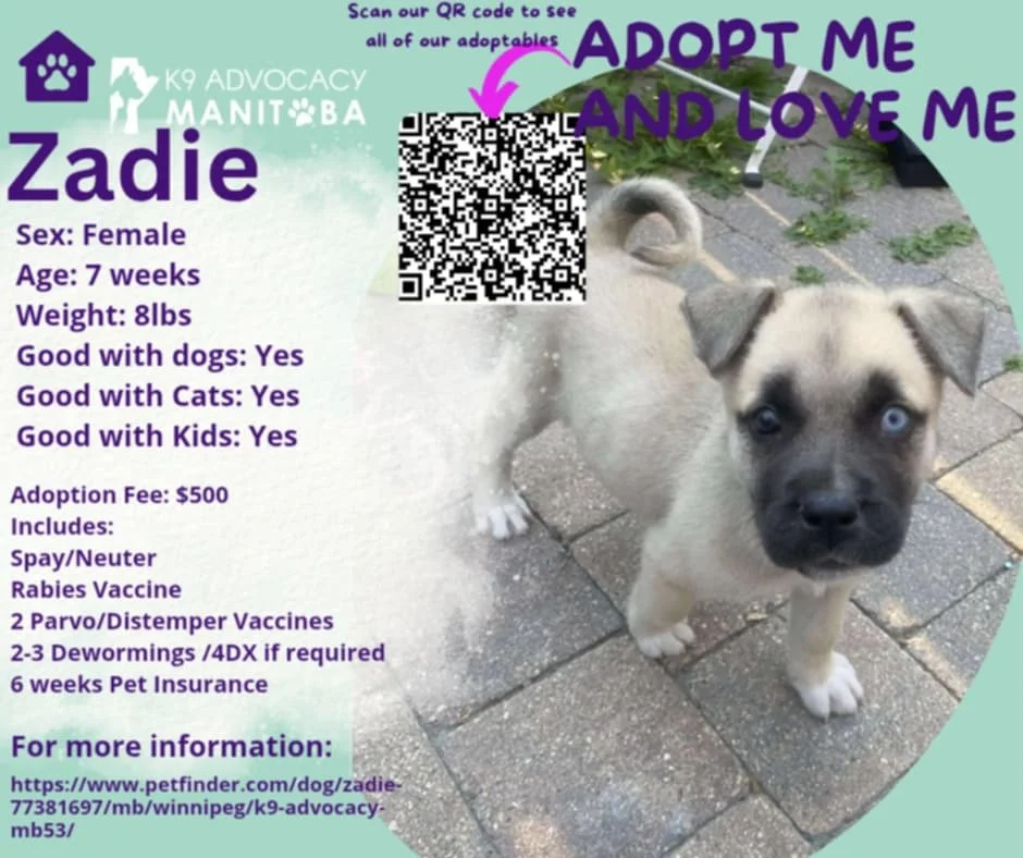 How to Adopt a K9 Dog: Expert Tips for Success