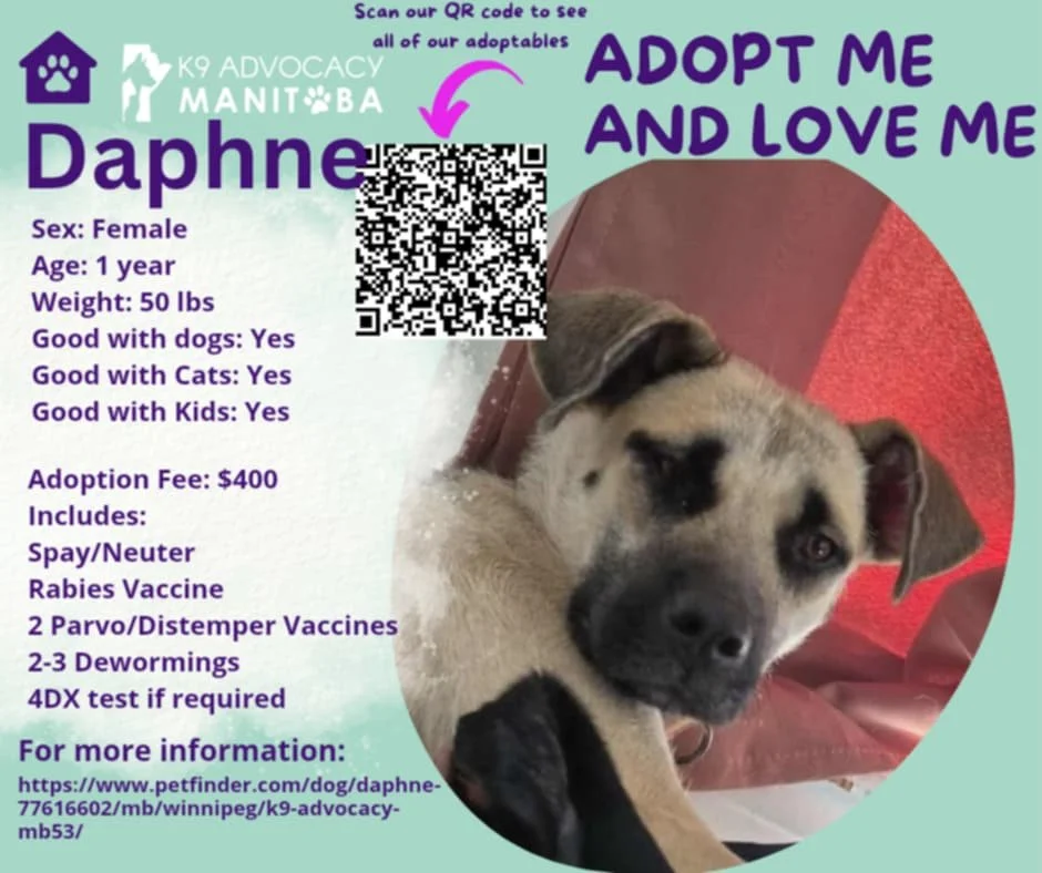 How to Adopt a Dog: A Step-by-Step Guide