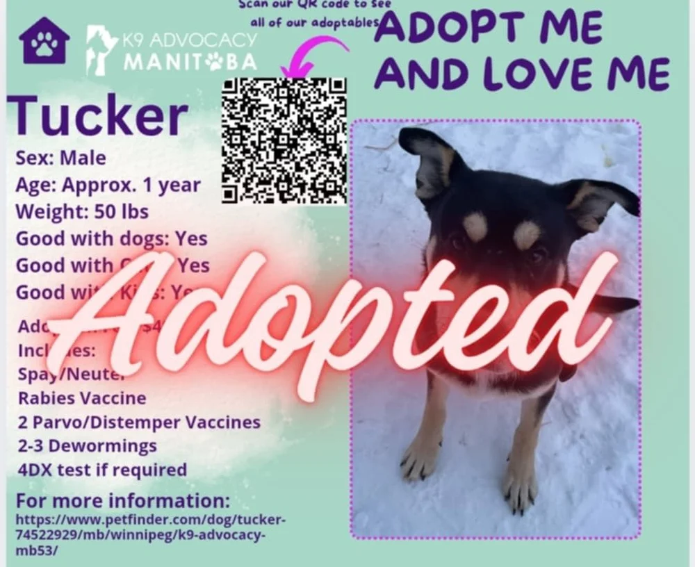 How to Adopt a K9 Dog: Expert Tips for Success