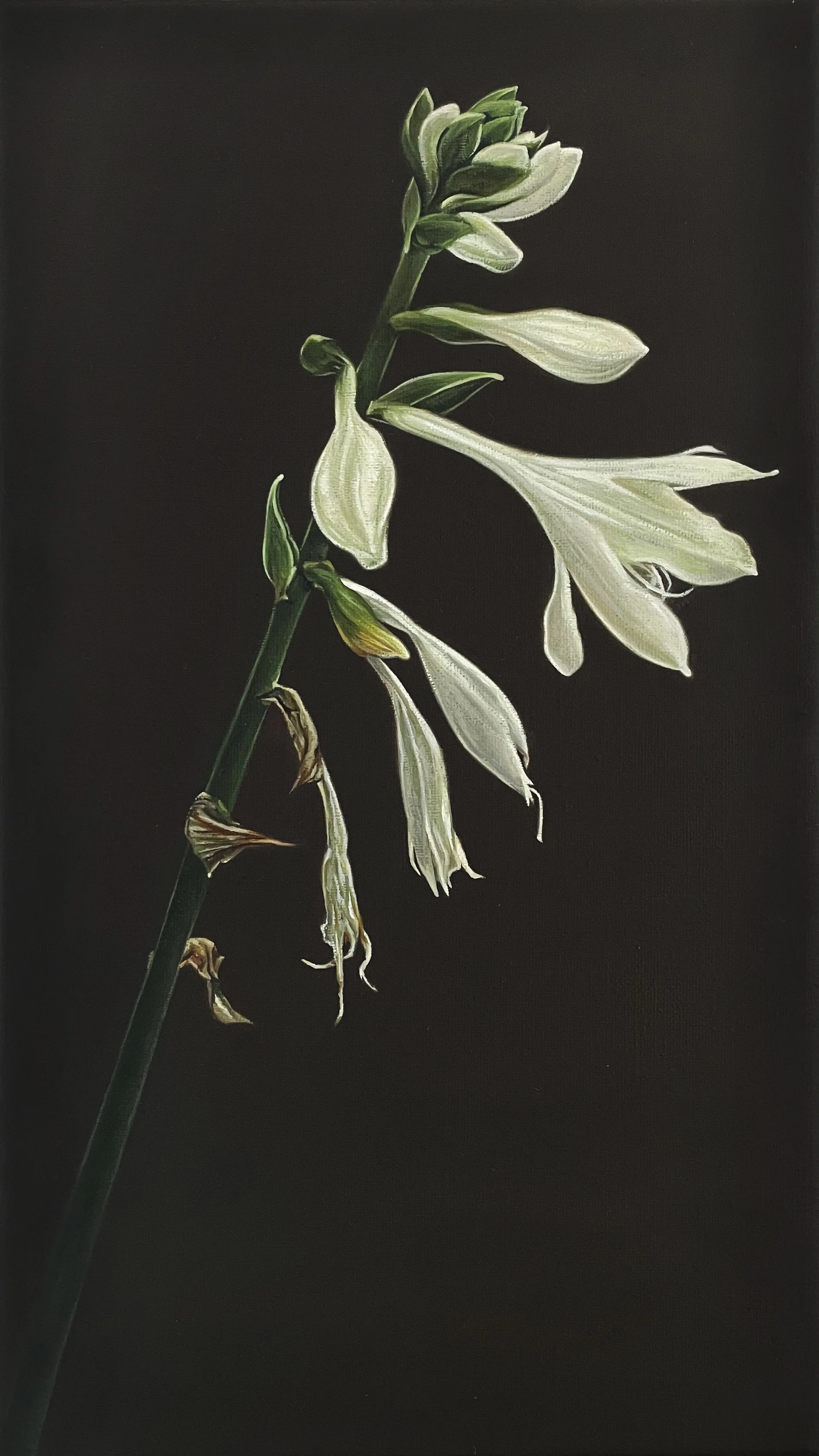 Yuzan, 2026 · oil on linen · 9 × 16 in.