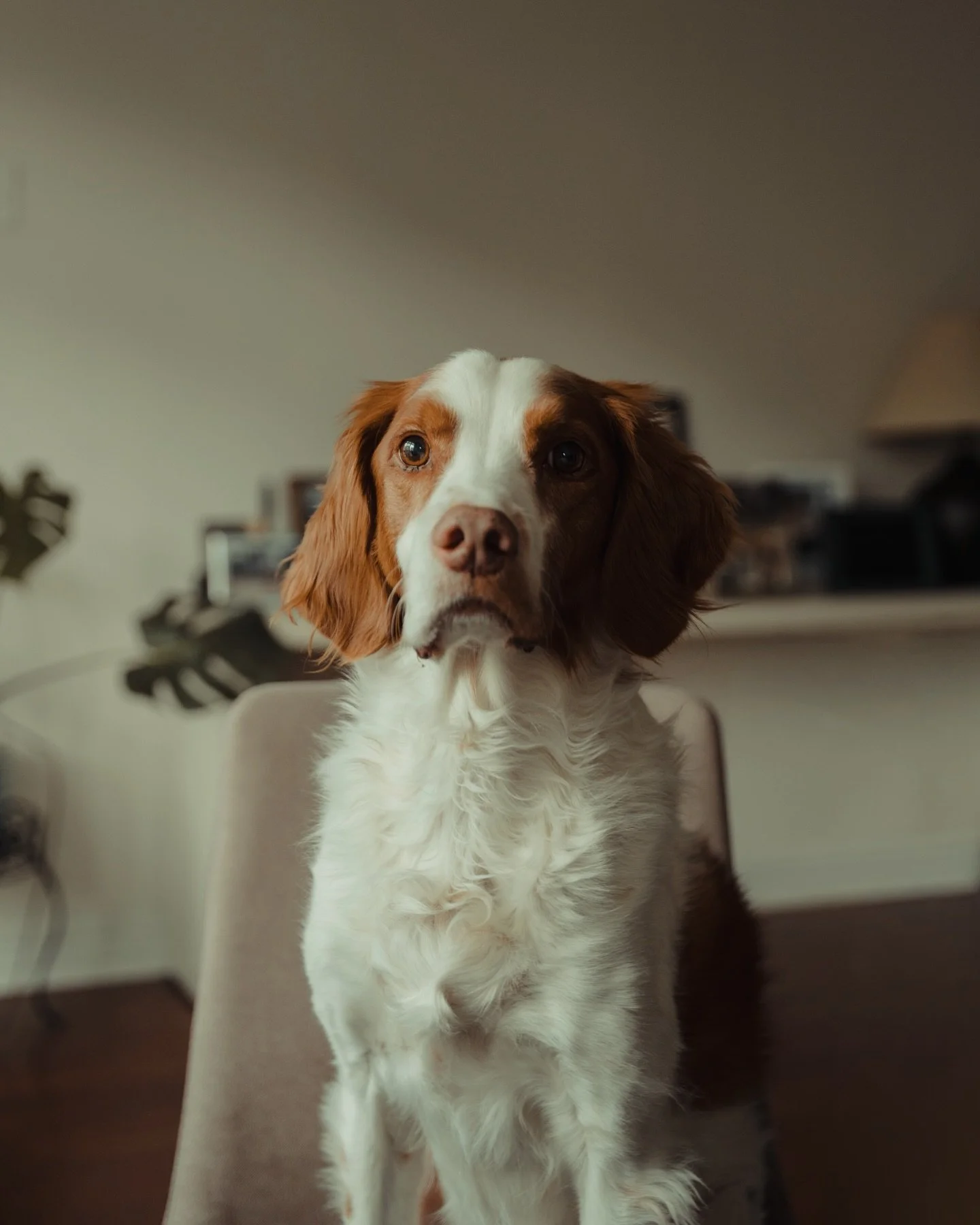 my boy turns 10 today! 🥲

a decade of zoomies, soft cuddles, rolling in dirt, and the brightest of eyes.

lessons in loving hard, forgiving fast, and appreciating the simple things of every day.

to many more boiled eggs, broccoli, beef bones, and l