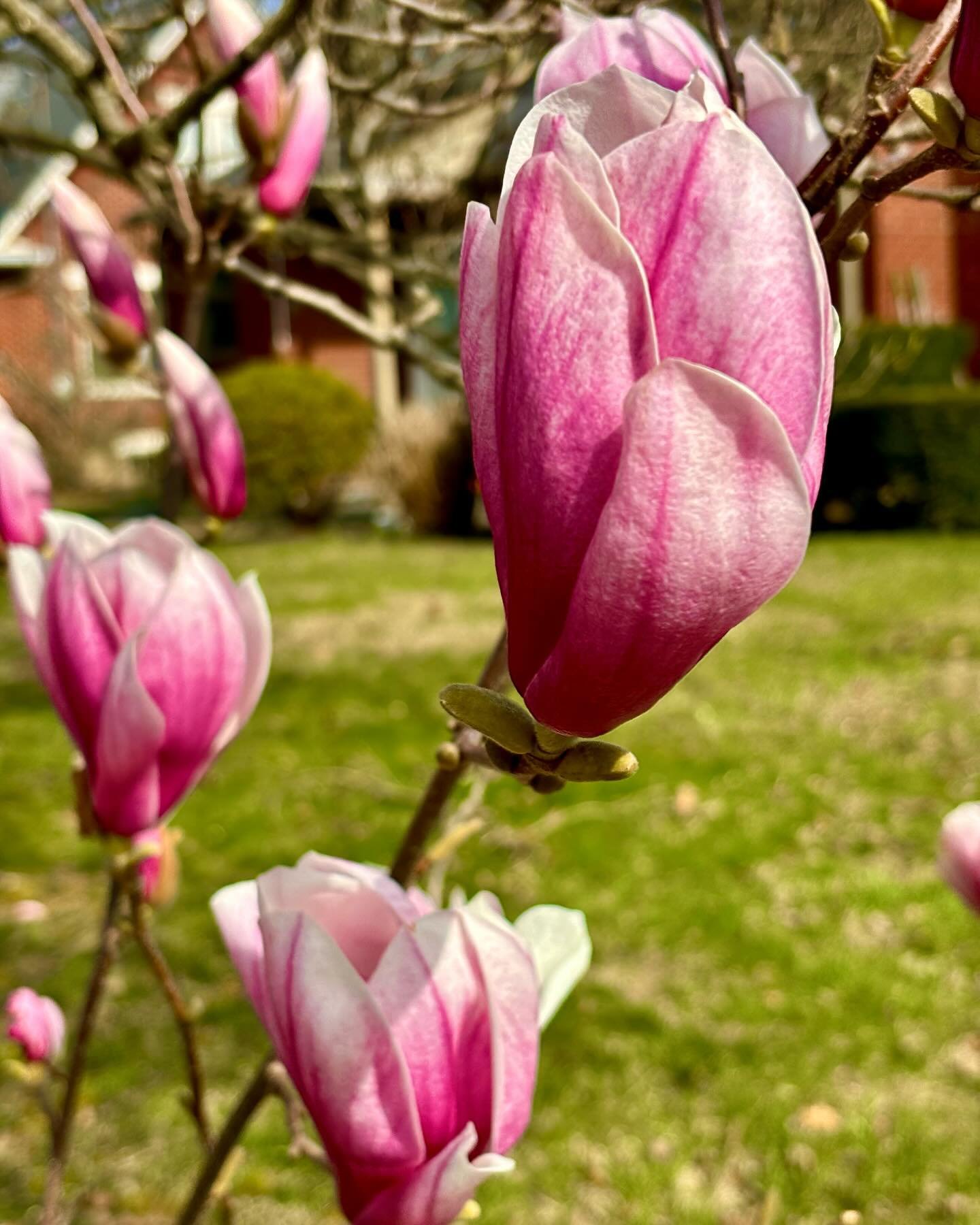 Maybe it&rsquo;s the first day of spring? #magnolia