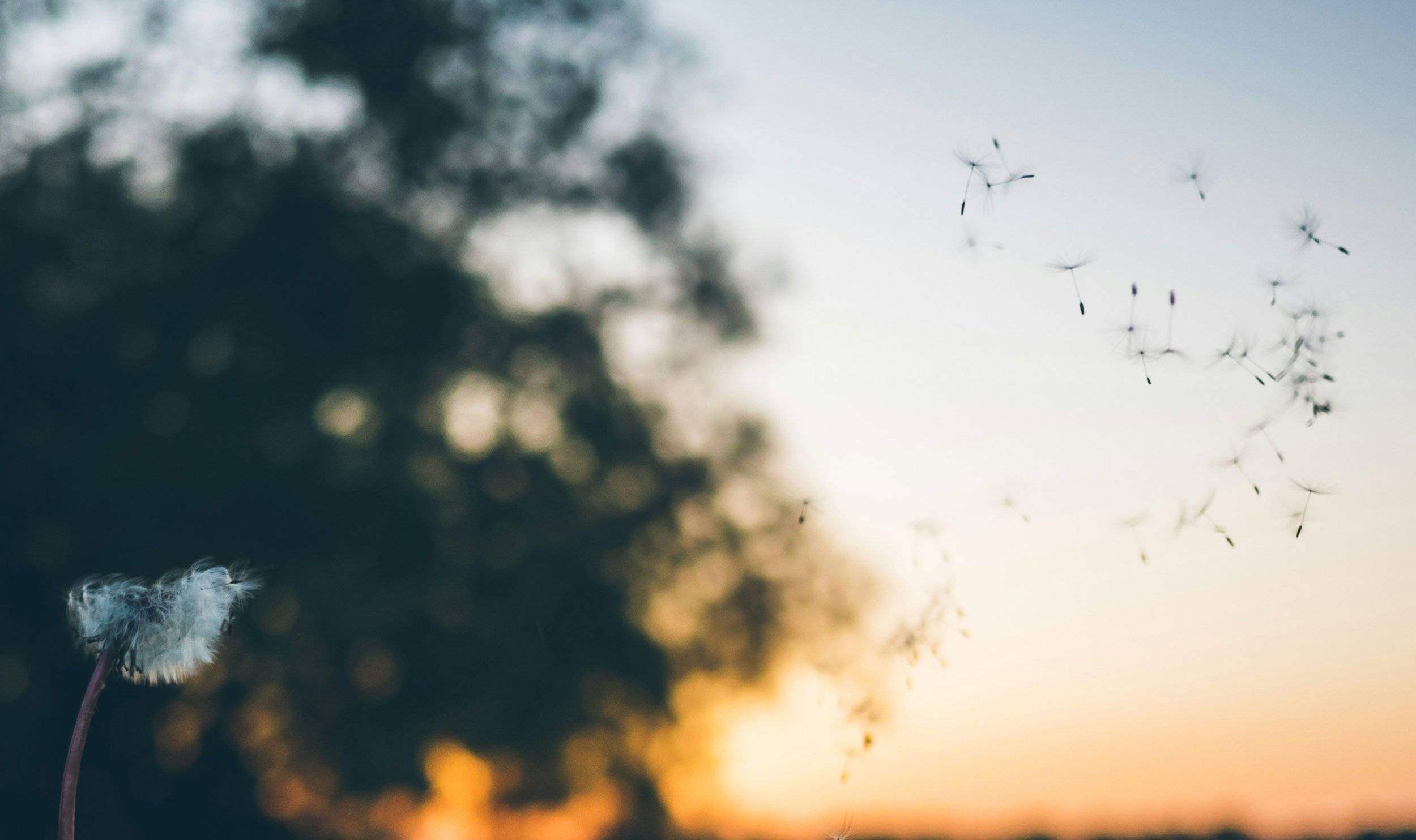 What is Mast Cell Activation Syndrome?